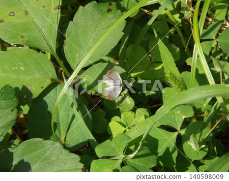 葉子上淡藍的草 葉子上淡藍的草 140598009
