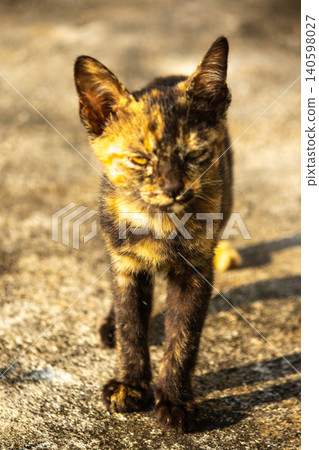 Tortie is standing and watching on the ground. Tortie is standing and watching on the ground. 140598027