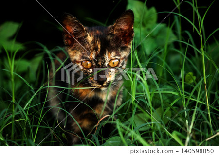 Orange and Black Tabby are in the lawn. Orange and Black Tabby are in the lawn. 140598050