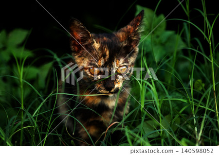 Orange and Black Tabby are in the lawn. 140598052