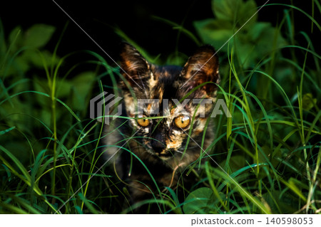 Orange and Black Tabby are in the lawn. Orange and Black Tabby are in the lawn. 140598053