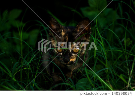 Orange and Black Tabby are in the lawn. 140598054