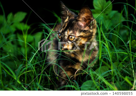 Orange and Black Tabby are in the lawn. 140598055