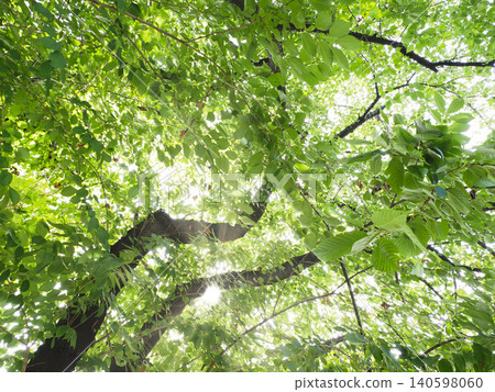 Summer groves and woodlands Summer groves and woodlands 140598060