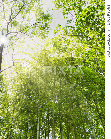 Summer groves and woodlands Summer groves and woodlands 140598062