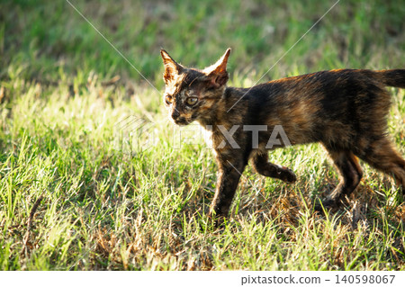 Orange and Black Tabby are in the lawn. 140598067