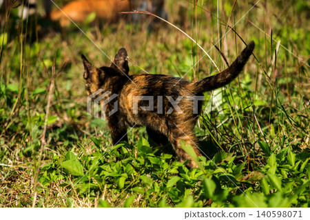 Orange and Black Tabby are in the lawn. 140598071