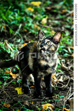 Orange and Black Tabby are in the lawn. 140598090