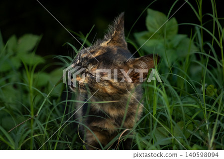 Orange and Black Tabby are in the lawn. Orange and Black Tabby are in the lawn. 140598094