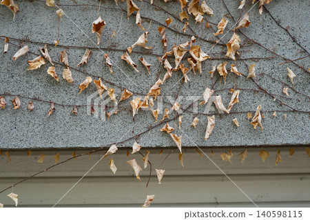 Withered ivy on a mortar wall Withered ivy on a mortar wall 140598115