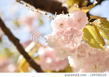Light pink twin cherry trees Light pink twin cherry trees 140598220
