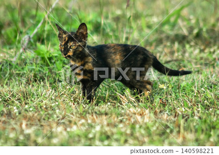 Orange and Black Tabby are in the lawn. Orange and Black Tabby are in the lawn. 140598221