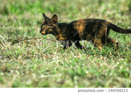 Orange and Black Tabby are in the lawn. Orange and Black Tabby are in the lawn. 140598223