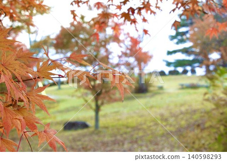 Momiji who changed leaves Momiji who changed leaves 140598293