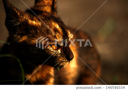 Orange and Black Tabby sat watching from the ground. Orange and Black Tabby sat watching from the ground. 140598334