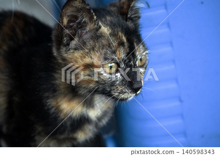 Orange and Black Tabby sat watching from the ground. 140598343