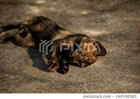Orange and Black Tabby lying on the floor. Orange and Black Tabby lying on the floor. 140598365