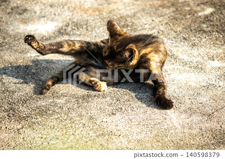 Orange and Black Tabby lying on the floor. Orange and Black Tabby lying on the floor. 140598379
