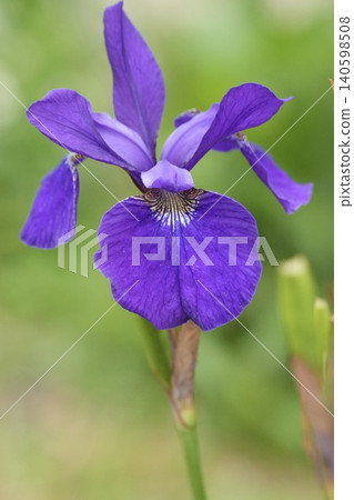 A close-up of a beautifully blooming iris flower. A close-up of a beautifully blooming iris flower. 140598508