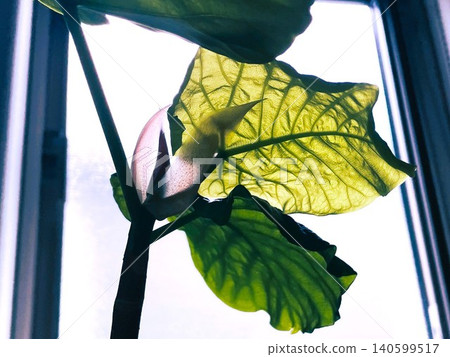 The beautiful translucent new shoots and leaves of the Ficus umbellata, illuminated by the light from the window (04) 140599517