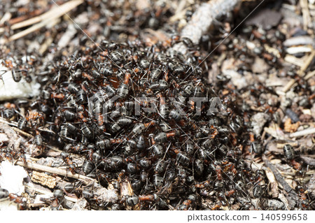 big forest ants in a native habitat big forest ants in a native habitat 140599658