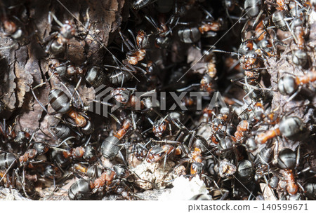 big forest ants in a native habitat big forest ants in a native habitat 140599671