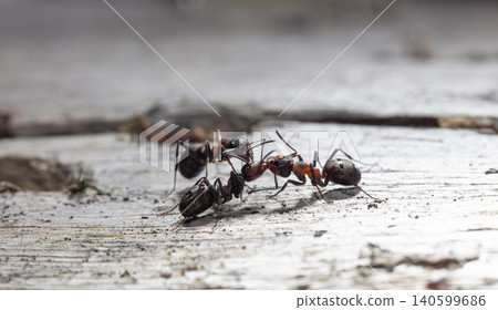 big forest ants in a native habitat big forest ants in a native habitat 140599686