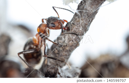 big forest ants in a native habitat big forest ants in a native habitat 140599707