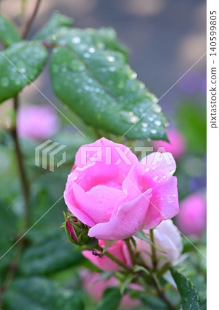 Pink rose wet in the rain 140599805