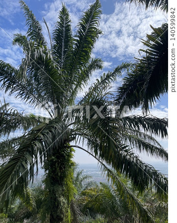 Tall Oil Palm Tree Under Bright Blue Sky in Taisho Hill, Malaysia Tall Oil Palm Tree Under Bright Blue Sky in Taisho Hill, Malaysia 140599842