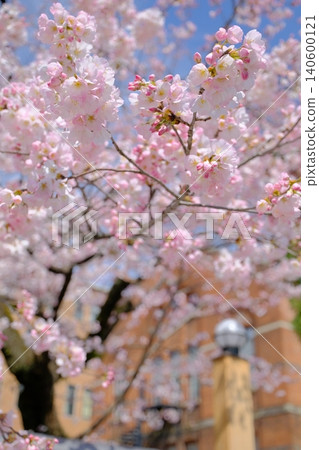 A traditional Japanese image photo of early-blooming cherry blossoms in Kyoto. A traditional Japanese image photo of early-blooming cherry blossoms in Kyoto. 140600121