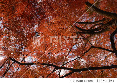 Kawaguchiko in autumn Kawaguchiko in autumn 140600164
