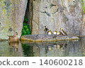 Ducklings and their mother resting on a rock (Higashi Ward, Nagoya City, Aichi Prefecture) 140600218
