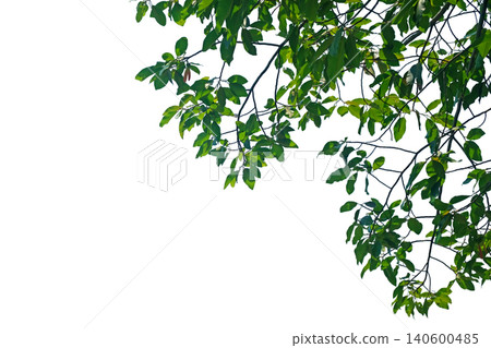 Tree Branches and Green Leaves Tree Branches and Green Leaves 140600485