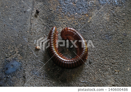 giant millipede crawling along giant millipede crawling along 140600486