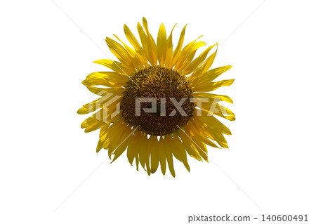 Single Sunflower Bloom Single Sunflower Bloom 140600491