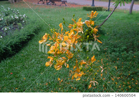 Delonix regia 'Golden' (Flame tree) flower blooming Delonix regia 'Golden' (Flame tree) flower blooming 140600504