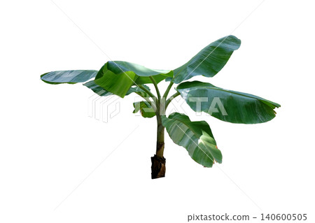 Banana tree 140600505