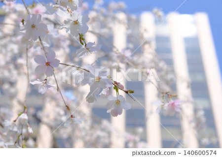 A spring image photo of cherry blossoms blooming in a city of buildings. A spring image photo of cherry blossoms blooming in a city of buildings. 140600574