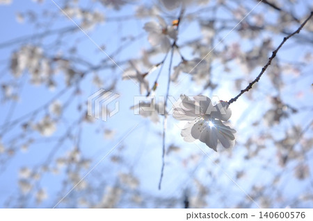 A spring image photo of cherry blossoms blooming in a city of buildings. A spring image photo of cherry blossoms blooming in a city of buildings. 140600576