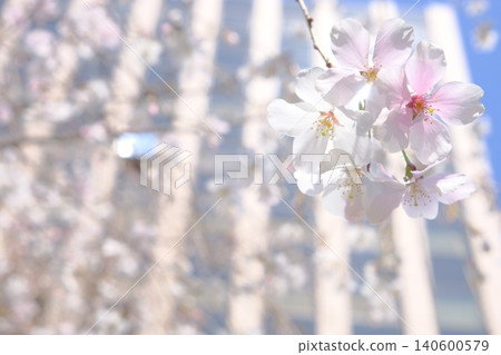 A spring image photo of cherry blossoms blooming in a city of buildings. A spring image photo of cherry blossoms blooming in a city of buildings. 140600579