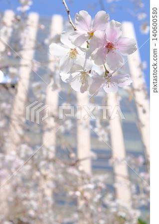 A spring image photo of cherry blossoms blooming in a city of buildings. A spring image photo of cherry blossoms blooming in a city of buildings. 140600580