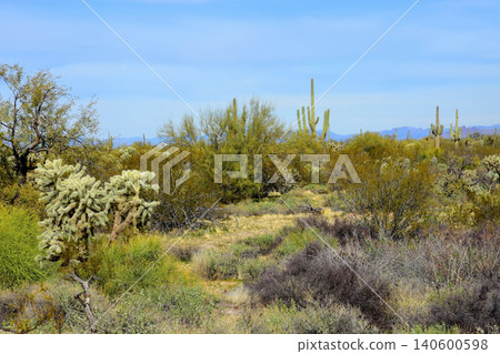 Old Saguaro Cactus Sonora desert Arizona 140600598