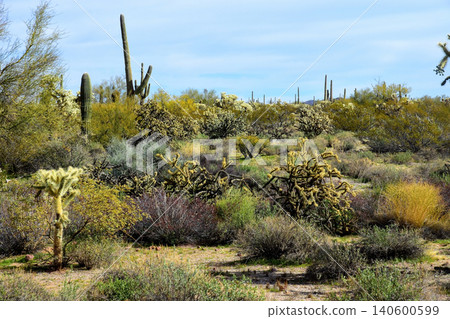 Old Saguaro Cactus Sonora desert Arizona 140600599