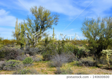 Old Saguaro Cactus Sonora desert Arizona 140600600