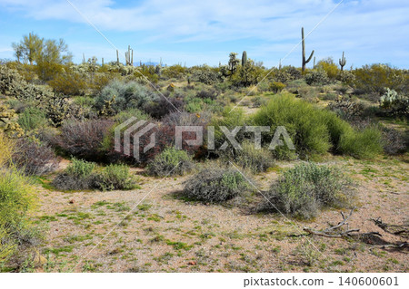 Old Saguaro Cactus Sonora desert Arizona 140600601