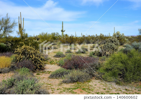 Old Saguaro Cactus Sonora desert Arizona 140600602