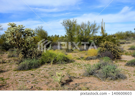 Old Saguaro Cactus Sonora desert Arizona Old Saguaro Cactus Sonora desert Arizona 140600603
