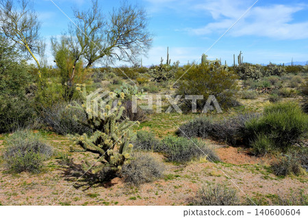 Old Saguaro Cactus Sonora desert Arizona 140600604