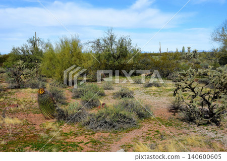 Old Saguaro Cactus Sonora desert Arizona 140600605